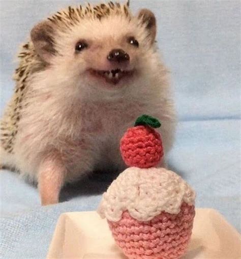 Funny Hedgehog Memes | Funny hedgehog, Hedgehog pet, Cute baby animals