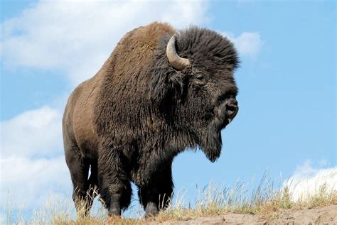 Native American Buffalo Wallpapers - Top Free Native American Buffalo Backgrounds - WallpaperAccess