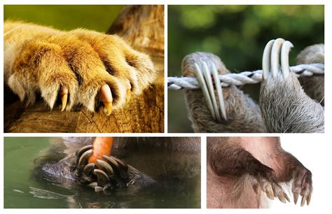 Can You Match The Animal To Its Claws?