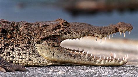 How strong are crocodiles’ jaws? | Science Museum of Minnesota