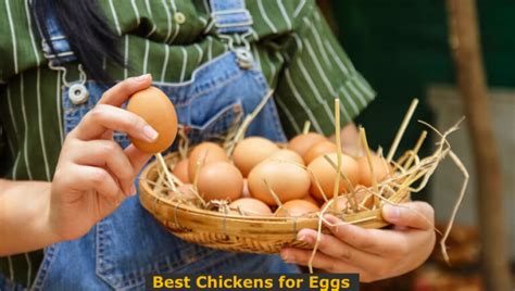 19 Best Chickens for Eggs - TheFarmLiving.Com