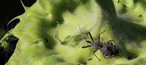 North American Wheel Bug Photograph by Scott Burd - Fine Art America