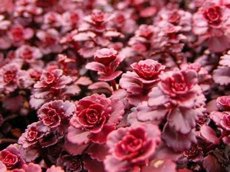 Phedimus spurius 'Dragon's Blood' is a fast-growing ground cover that emerges with red succulent ...