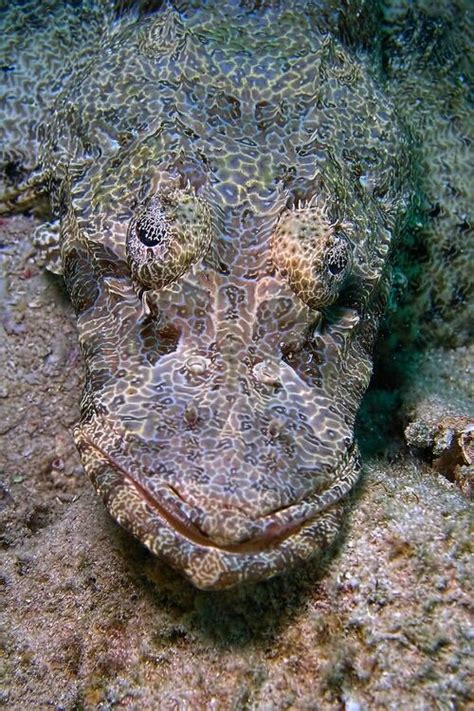 Crocodile Fish - Awesome Camouflage! | Ocean creatures, Ocean animals, Underwater creatures