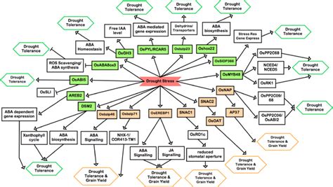 The abscisic acid (ABA)-dependent gene regulatory pathway in rice. This... | Download Scientific ...