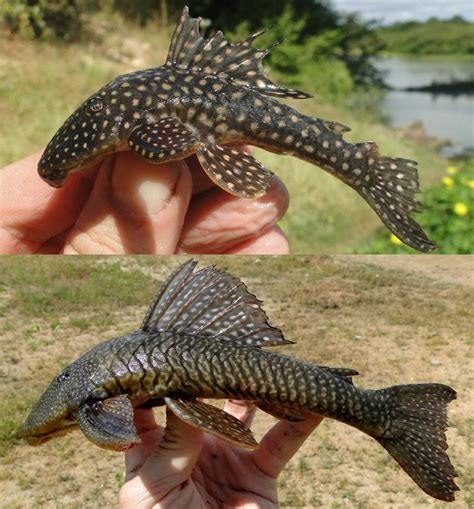 Species New to Science: [Ichthyology • 2017] Hypostomus sertanejo • A New Armoured Catfish ...