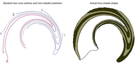 Mark Witton.com Blog: Can we predict the horn shapes of fossil animals? A thought experiment ...