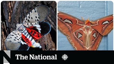 Invasive lanternfly and Atlas moth sighting raise concerns - YouTube