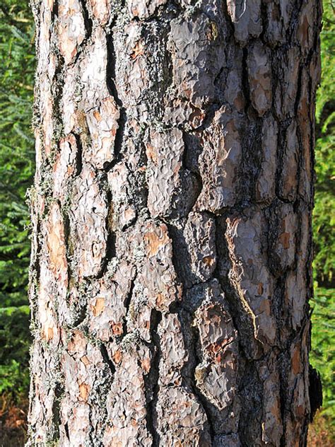 Scots Pine bark © Dr Richard Murray :: Geograph Britain and Ireland