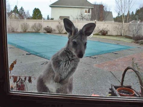 Check out the sweet and cuddly wallaroos bred and sold by Schreiner ...