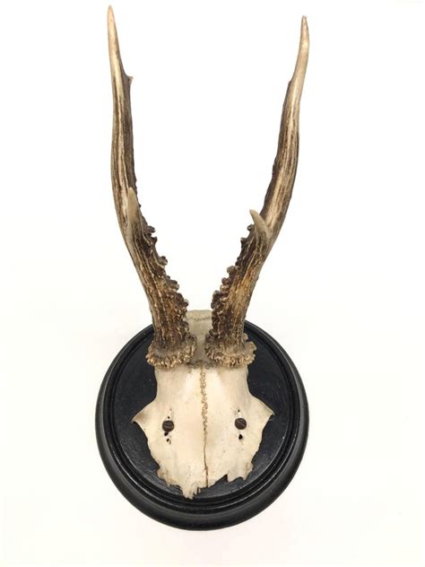 Five Antique Black Forest Deer Antler Trophies, German, 1900s at 1stdibs