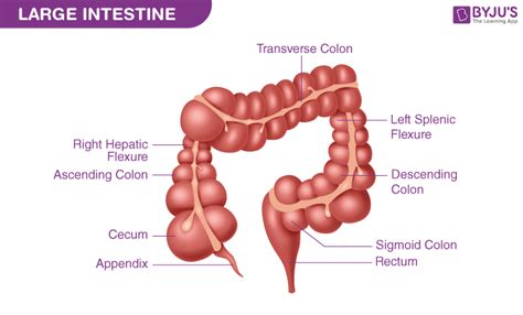 Large Small Intestine Diagram