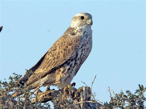 Saker Falcon - eBird