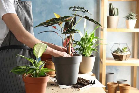 Easy and Effective Ways to Care for Indoor Ornamental Plants ...