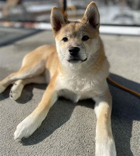 21 Shiba Inu Mixes That You Would Find Adorable - The Goody Pet