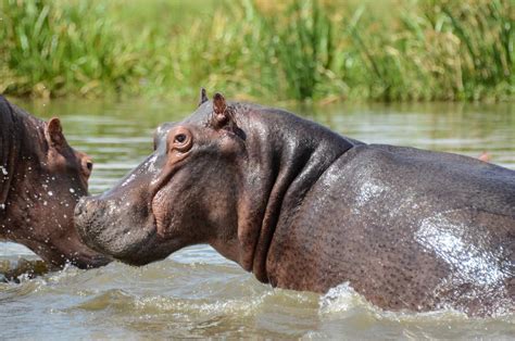 Murchison Falls Safari National Park Tours