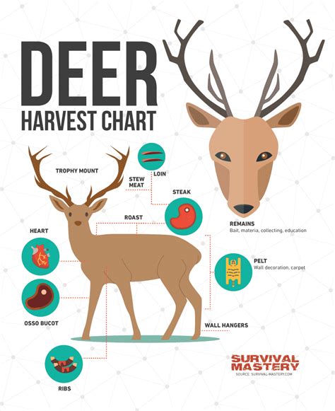 Deer Hunting Tips: Best Weapons, Safety Questions and Expert's Advices