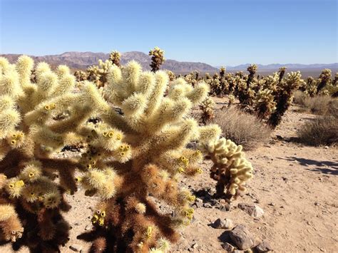 Free Images : tree, nature, sand, cactus, plant, arid, flower, dry, soil, cacti, desert ...