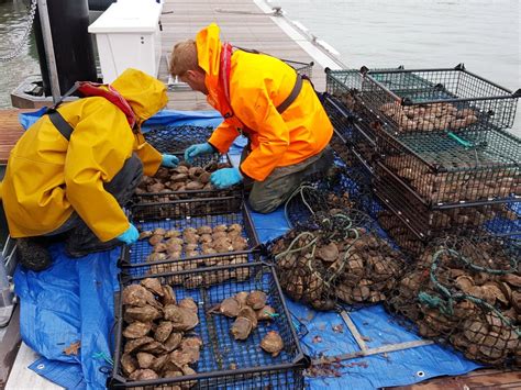 Oyster farming - RaNTrans: Rapid Reduction of Nutrients in Transitional ...