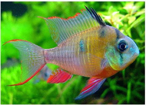 Dwarf Bolivian Ram Cichlid | Arizona Aquatic Gardens | Tropical fish pictures, Freshwater ...