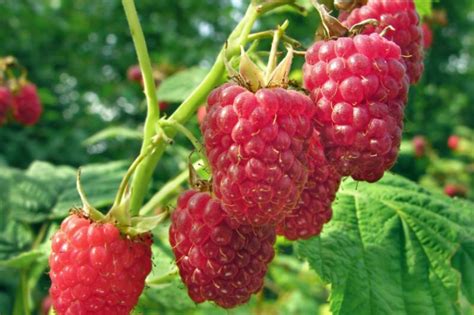 How to Grow Raspberry Plants - Stark Bro's