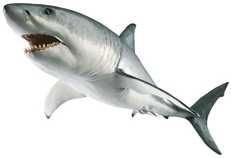 Great White Shark Facts For Kids | DK Find Out