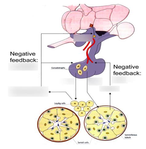 Lecture 35: Diagram - Negative Feedback Loop of Hormones Diagram | Quizlet