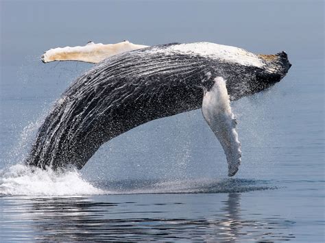 Rebounding whale populations are good for ocean ecosystems | Science | AAAS