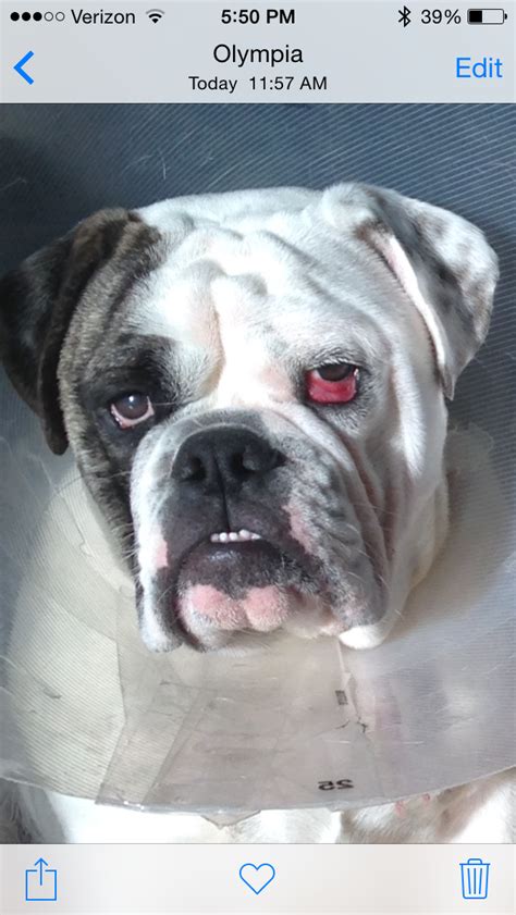 Just after cherry eye surgery. Still beautiful! | Bulldog, Boxer puppies, Animals friends