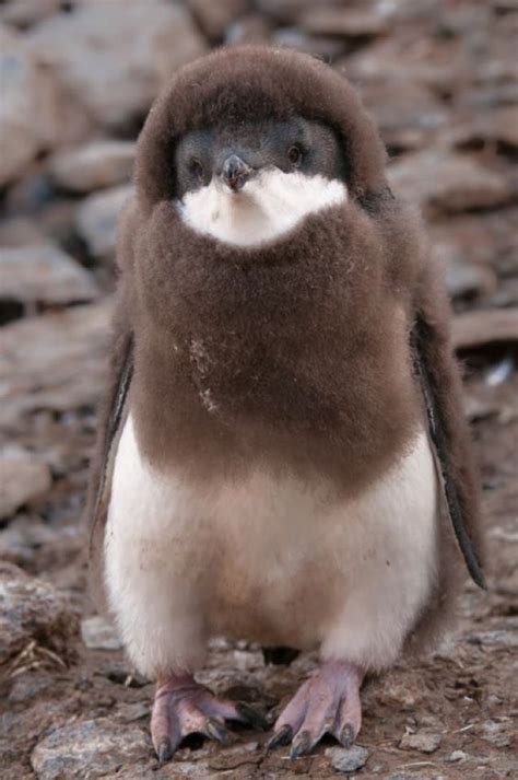 Bebek Penguen | Cute animals, Animals, Baby penguins