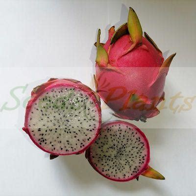 Dragon Fruit Pink - 20 Seeds - Seeds and Plants