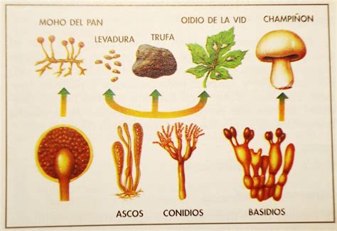 Reino FUNGI: características y ejemplos - ¡¡RESUMEN CORTO!!