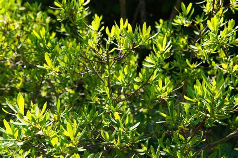 SPECIES SPOTLIGHT: BAYBERRY | Edge Of The Woods Native Plant Nursery, LLC