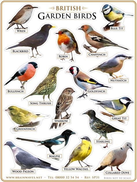 British Garden Birds | Pet birds, Backyard birds, Birds