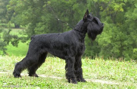 Giant Schnauzer DZHENTLI BORN EKLIPS OF ZE MUN ♦ Dog kennel GENTLY BORN ...