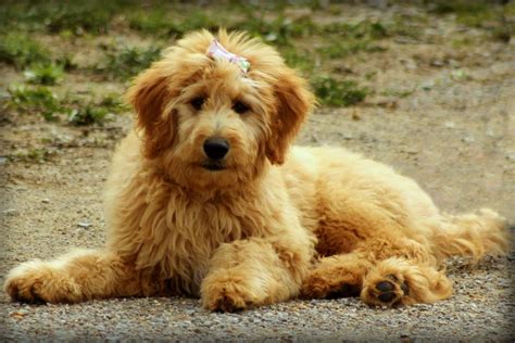 Labradoodle vs Goldendoodle: Your Complete Guide to their Differences