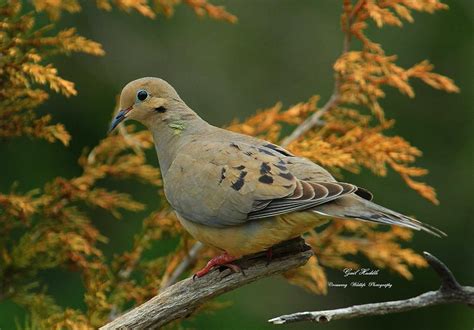 Peaceful Doves-9 Photograph by Gail Huddle - Fine Art America