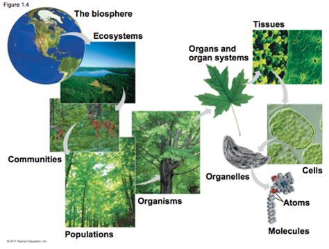 Chapter 1: Evolution, the Themes of Biology, and Scientific Inquiry ...