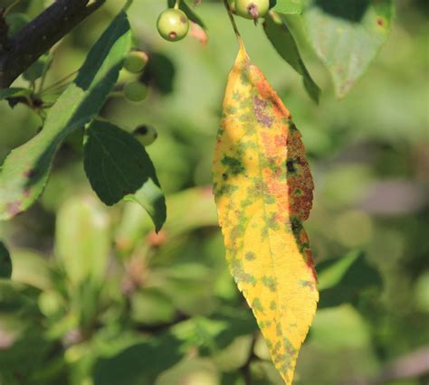 Apple | Diseases and Pests, Description, Uses, Propagation