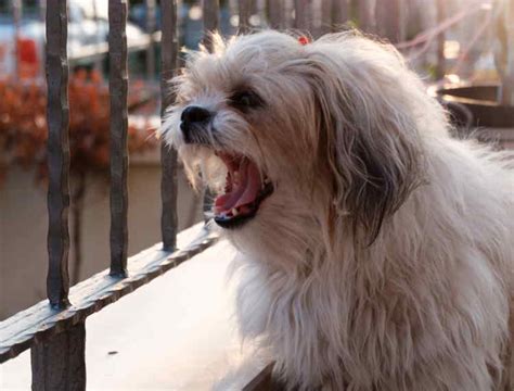 How to Stop Your Shih Tzu from Barking at Other Dogs