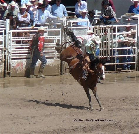 Bronco riding | Horses, Rodeo, Riding