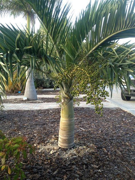 Buccaneer Palm, Pseudophoenix sargentii, a south Florida native. Very attractive and tropical ...