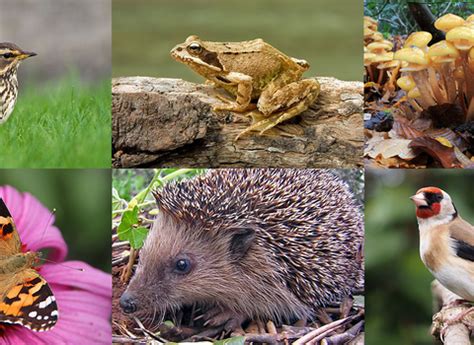 The Great Somerset Wildlife Count | Somerset Wildlife Trust