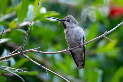 Lessons from hummingbirds: Instilling wonder and curiosity in nature ...