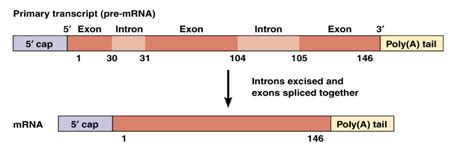 Solved Exon Intron Exon 3' Primary transcript (pre-mRNA) 5' | Chegg.com