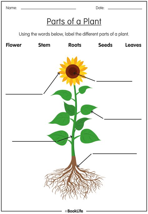 Flower Anatomy Quiz | Best Flower Site