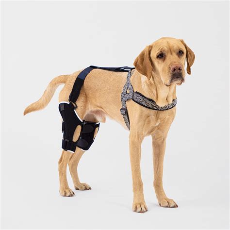 Buy Poveo Dog Knee Brace with Spilint & Patella Tracker - Neoprene ...