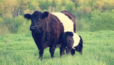 Get to Know Galloway Cow & Belted Galloway Cattle Breeds – Hobby Farms