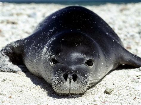 Mediterranean Monk Seal – "OCEAN TREASURES" Memorial Library