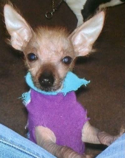 List of Chinese Crested Mix Breed Dogs